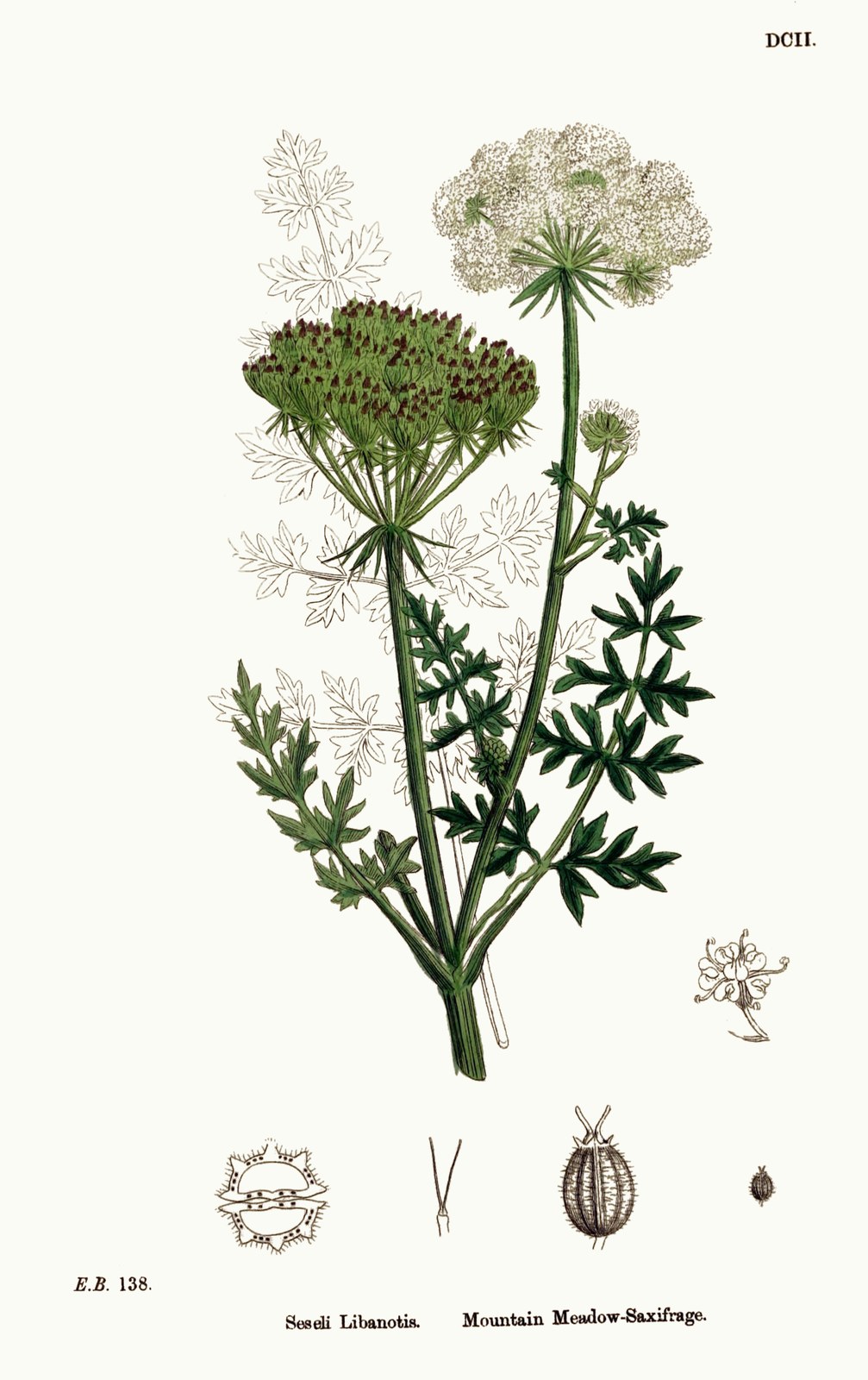 Moon Carrot — Photographs 3