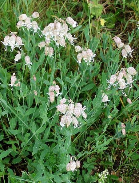 Taubenkropf-Leimkraut — Fotos 1