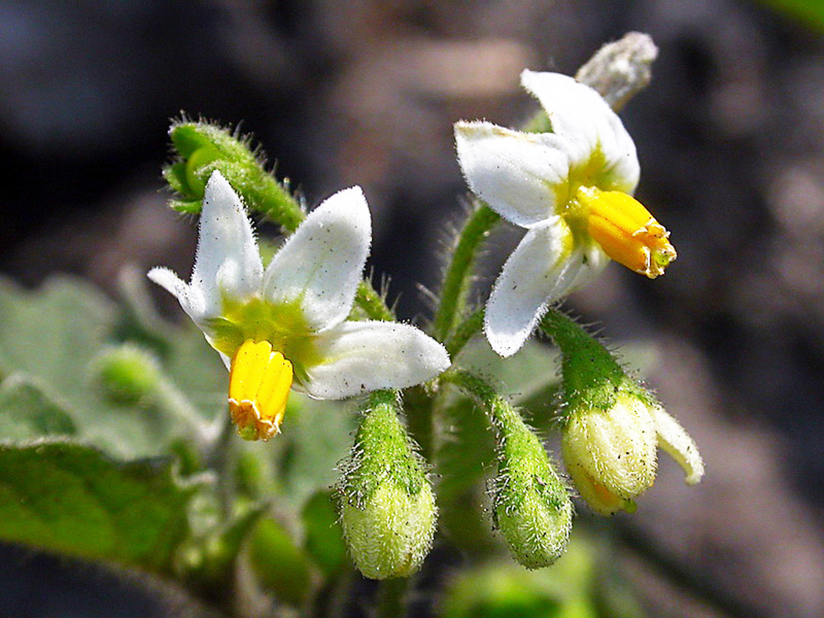 Black nightshade — Photographs 1