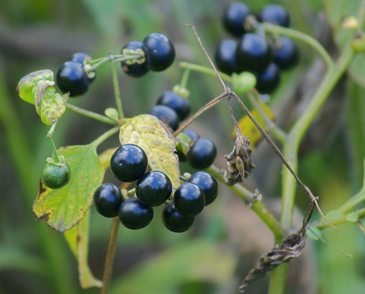 Black nightshade — Photographs 3