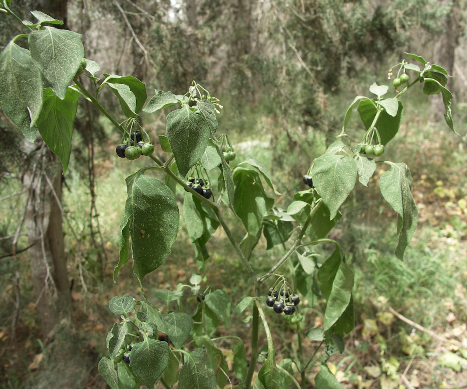 Black nightshade — Photographs 4