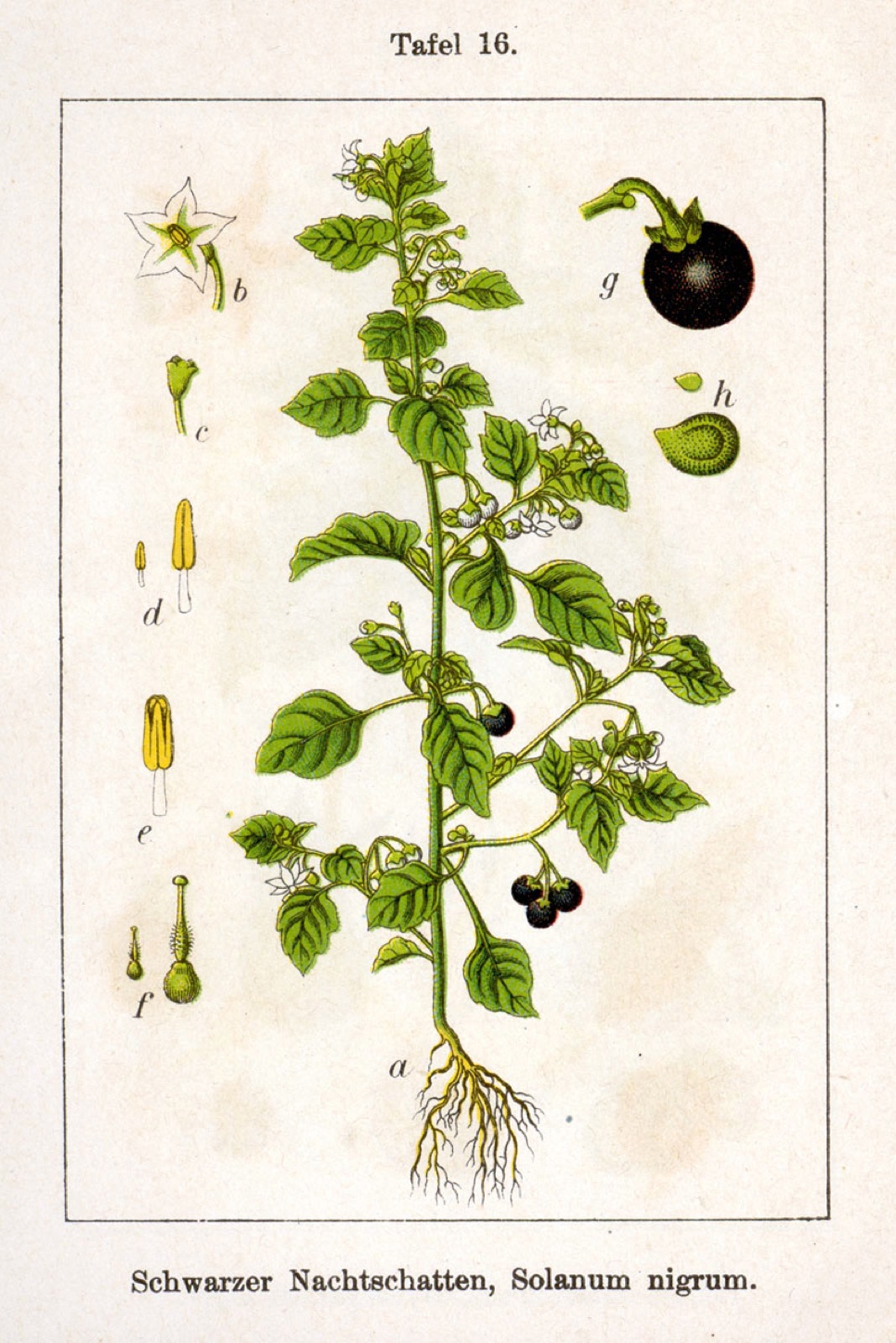 Black nightshade — Photographs 5