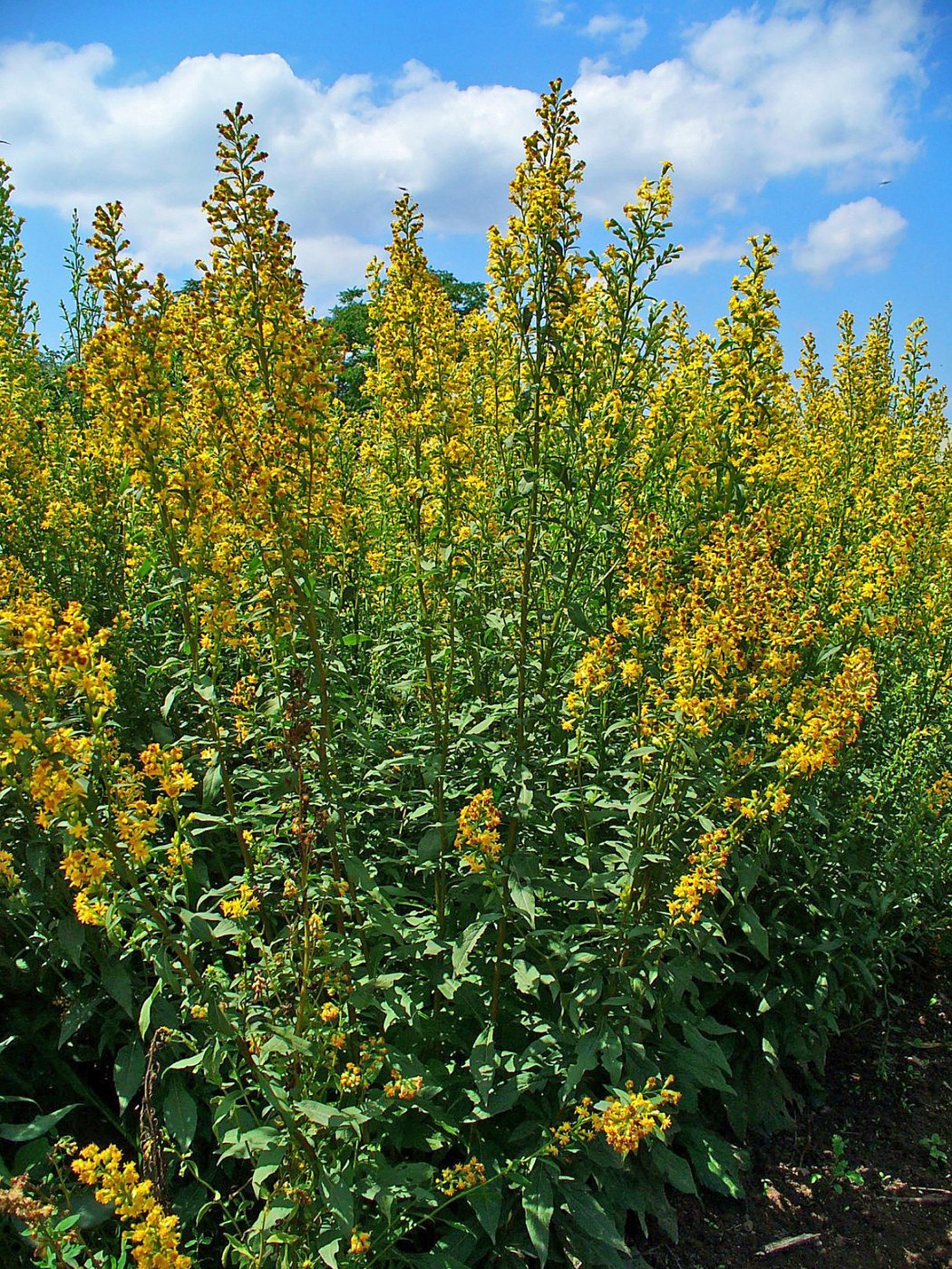 European goldenrod — Photographs 1