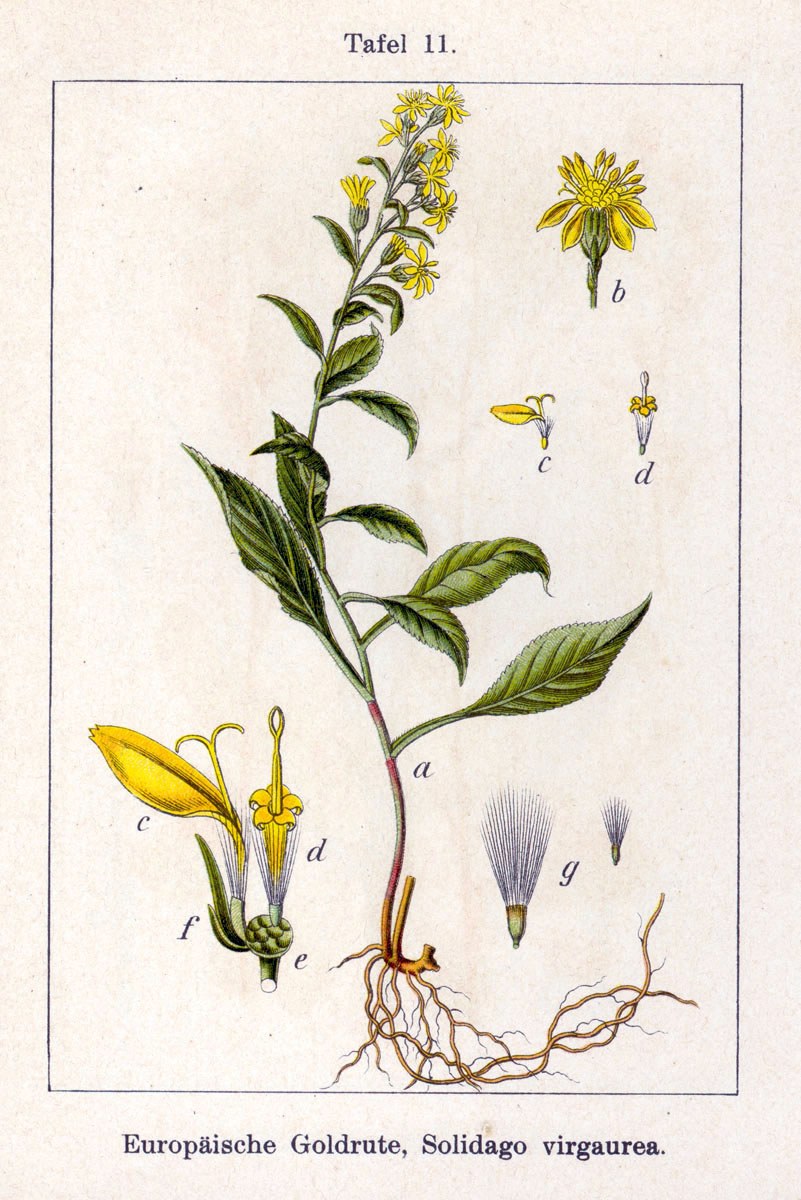European goldenrod — Photographs 2
