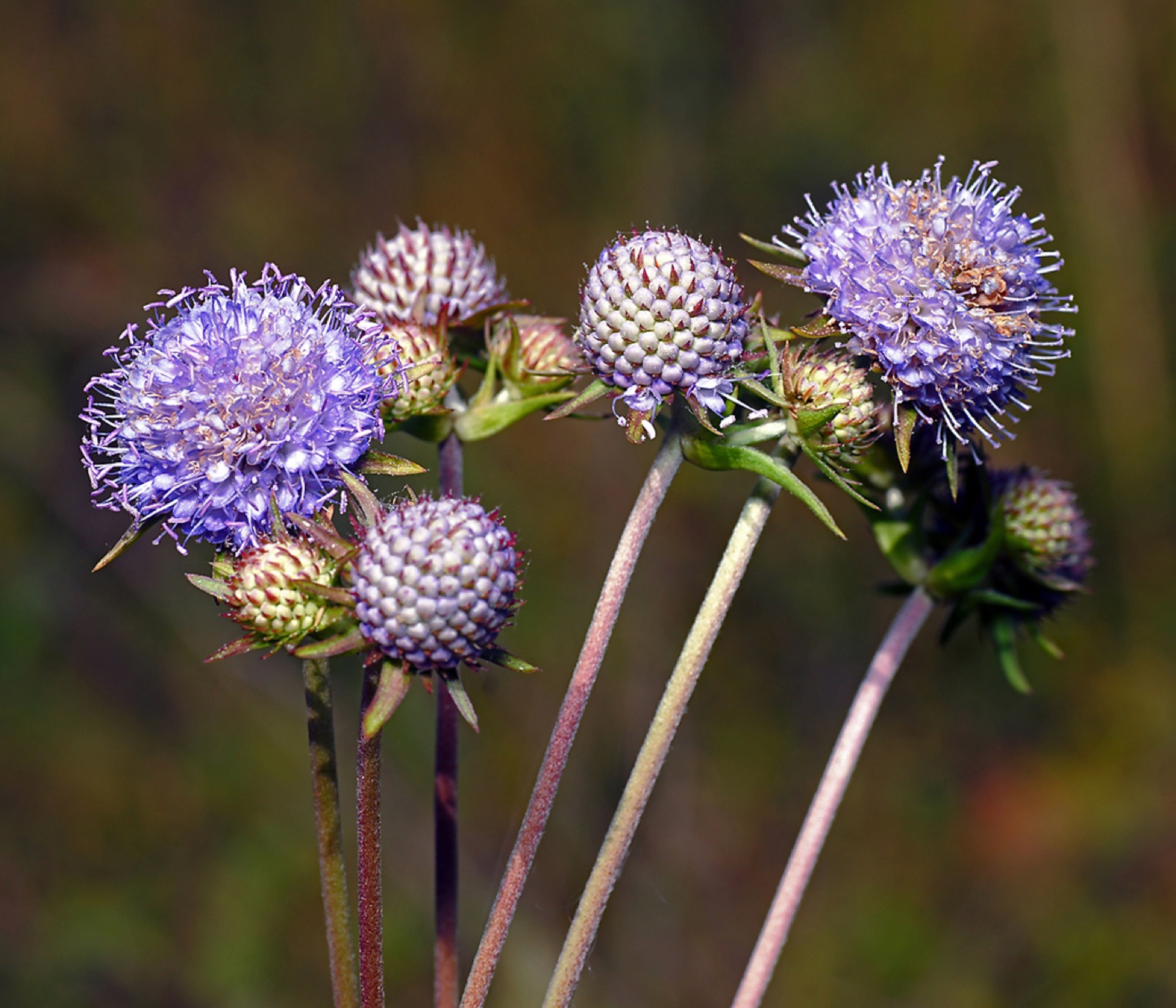 Devil's-bit scabious — Photographs 1