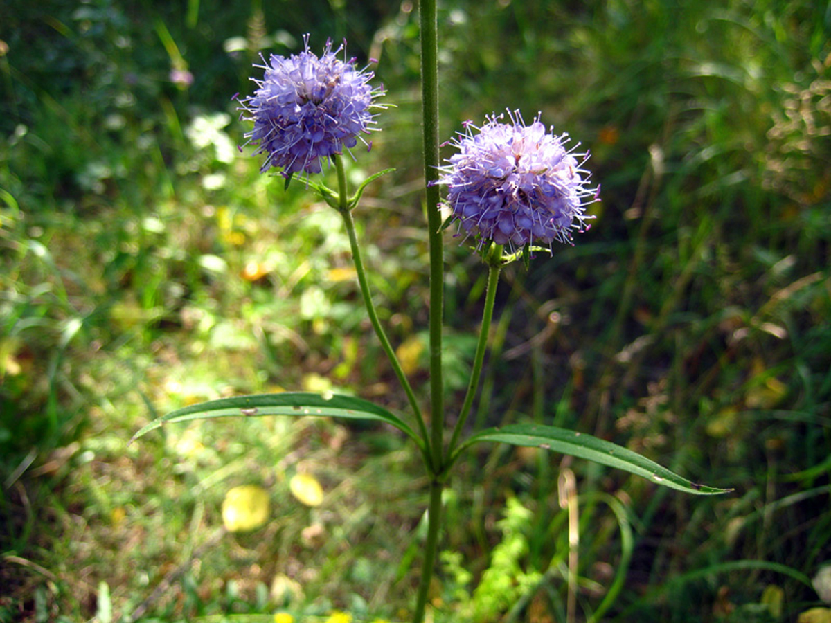 Devil's-bit scabious — Photographs 3