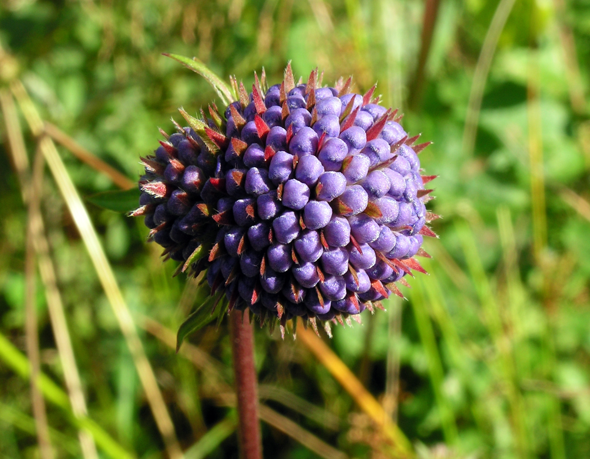 Devil's-bit scabious — Photographs 4
