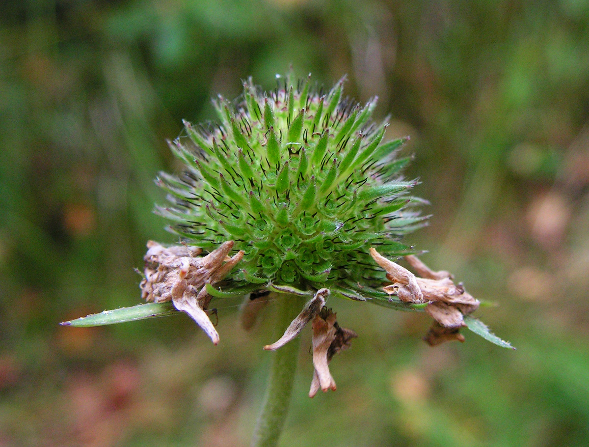 Devil's-bit scabious — Photographs 5