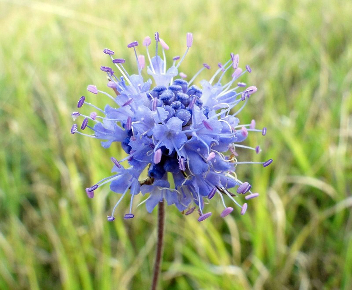 Devil's-bit scabious — Photographs 6