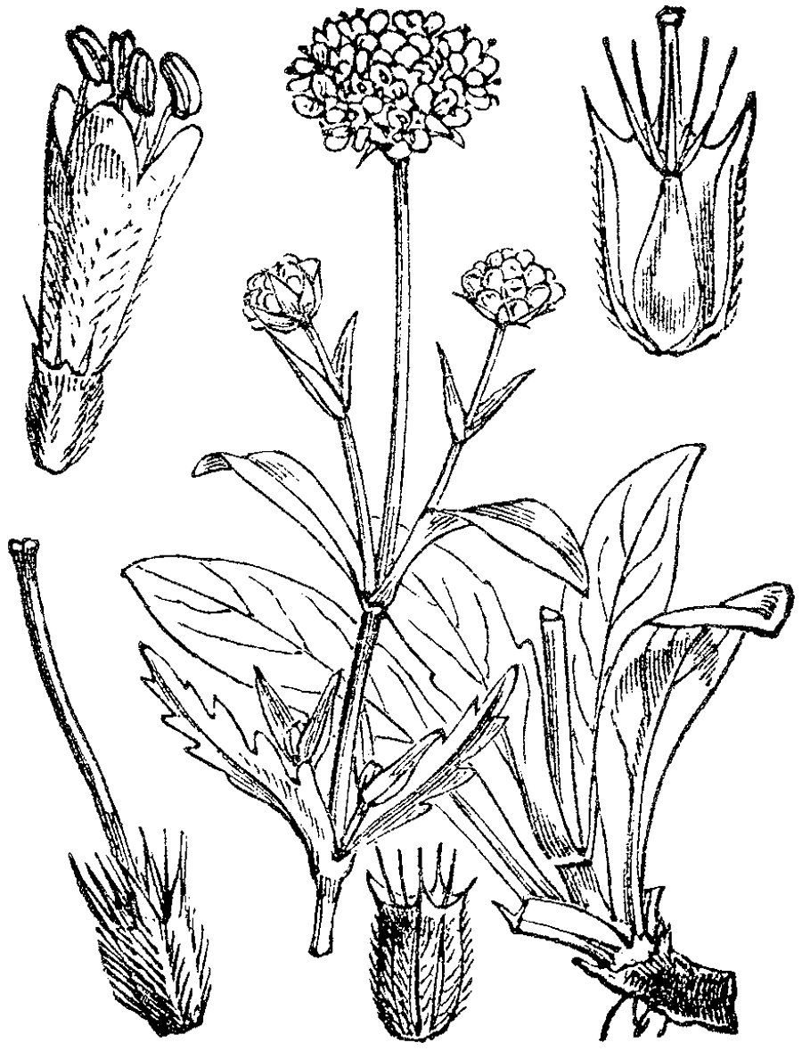 Devil's-bit scabious — Photographs 7