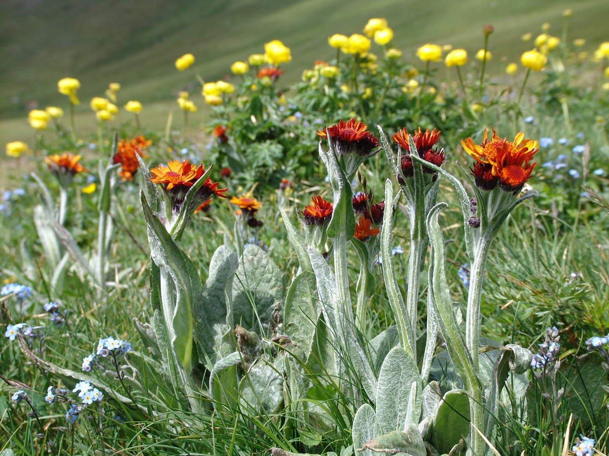 Field fleawort — Photographs 1