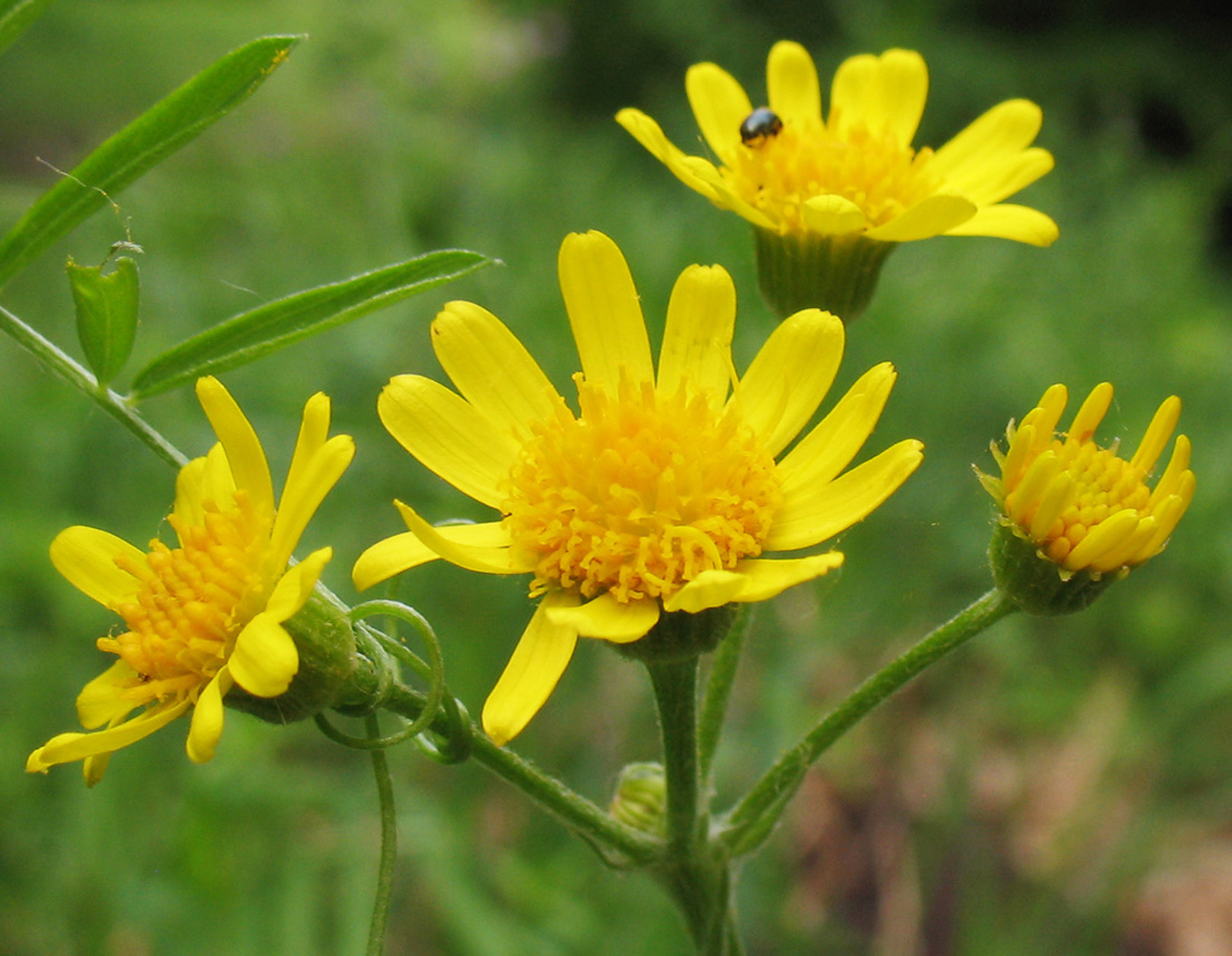 Field fleawort — Photographs 2