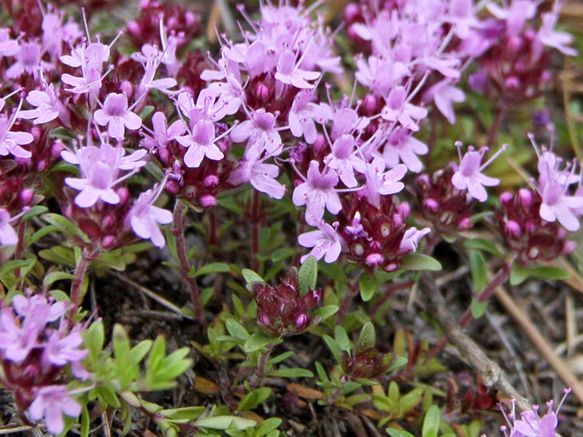 Sand-Thymian — Fotos 1