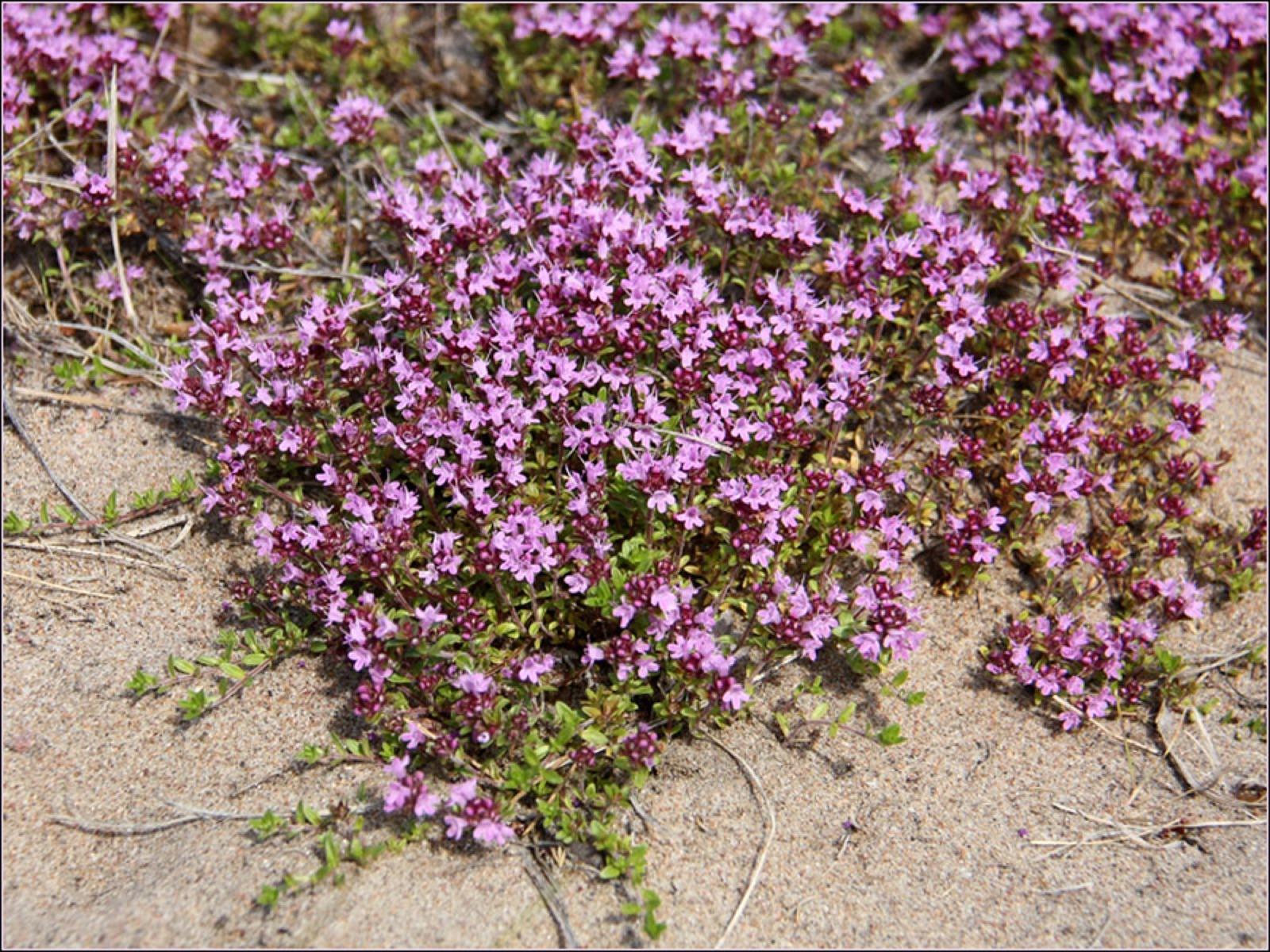 Sand-Thymian — Fotos 3