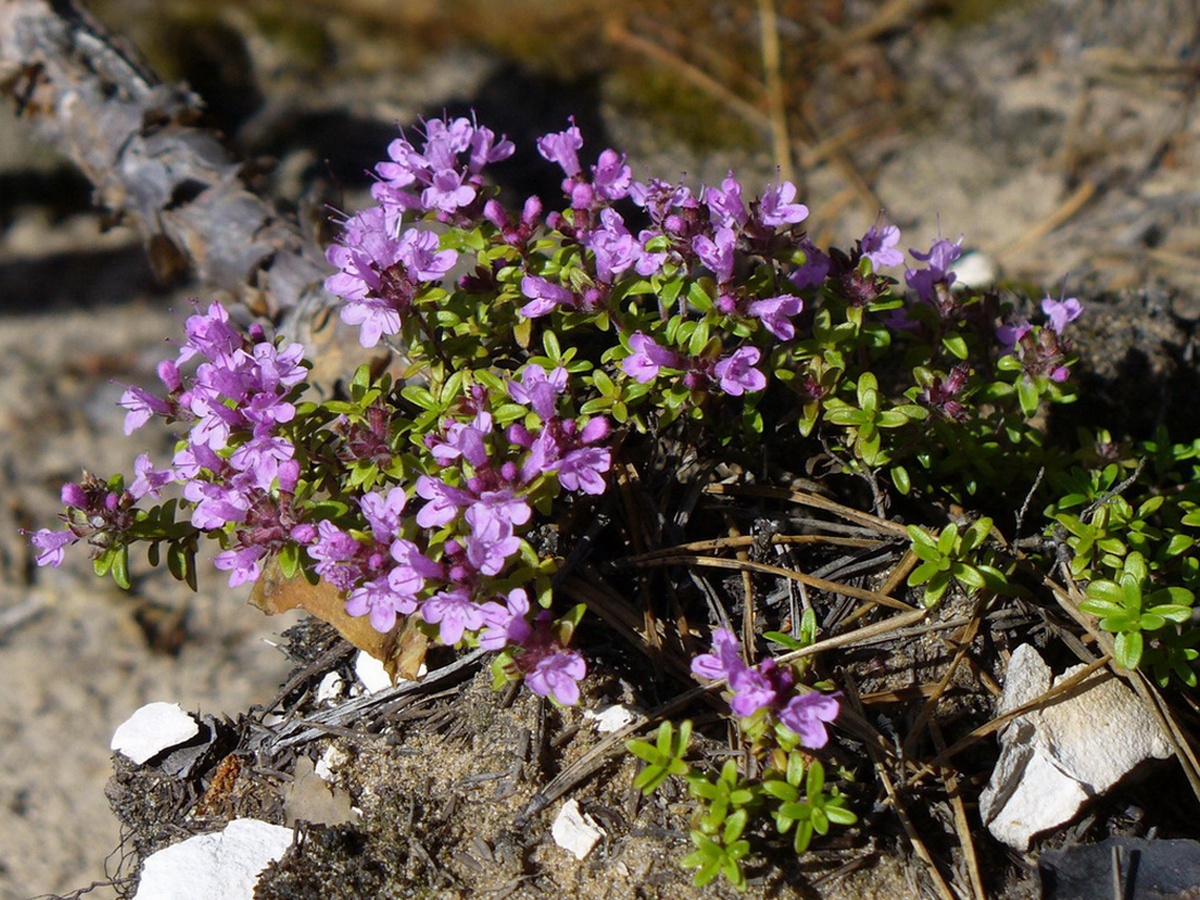 Sand-Thymian — Fotos 4