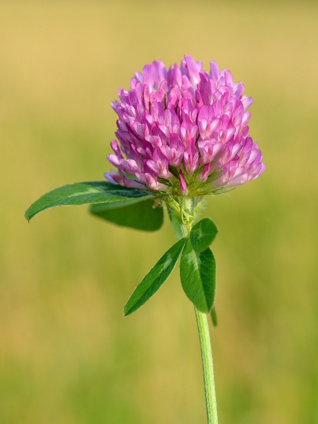 Red clover — Photographs 1
