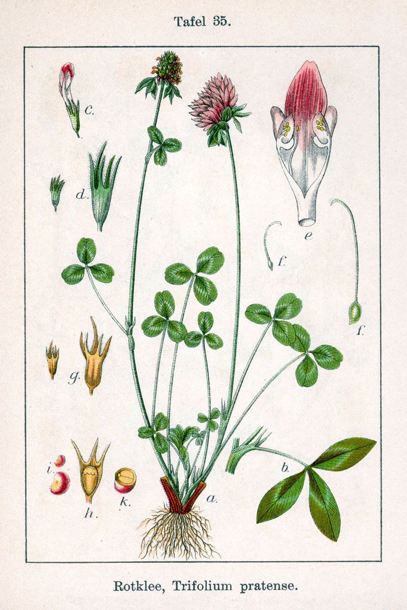 Red clover — Photographs 2