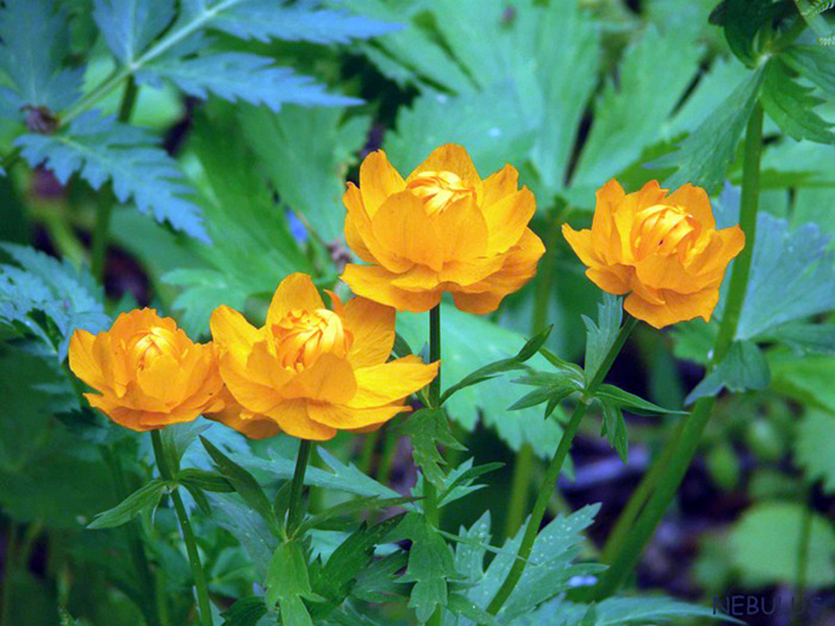 Asian globeflower — Photographs 1