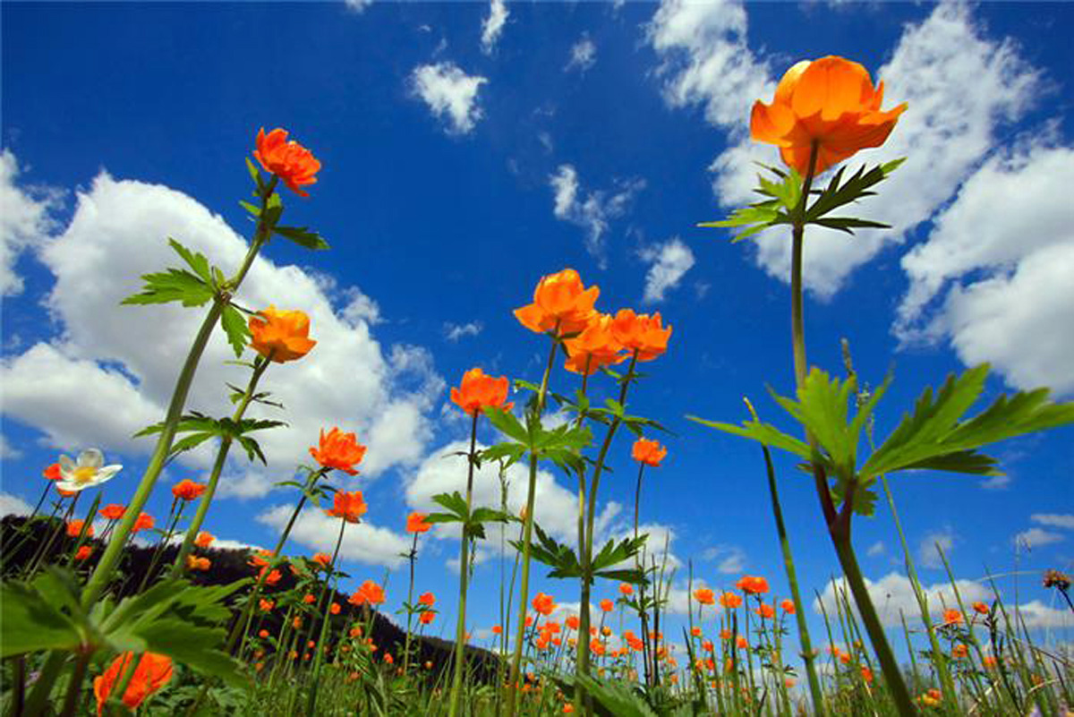 Asian globeflower — Photographs 2