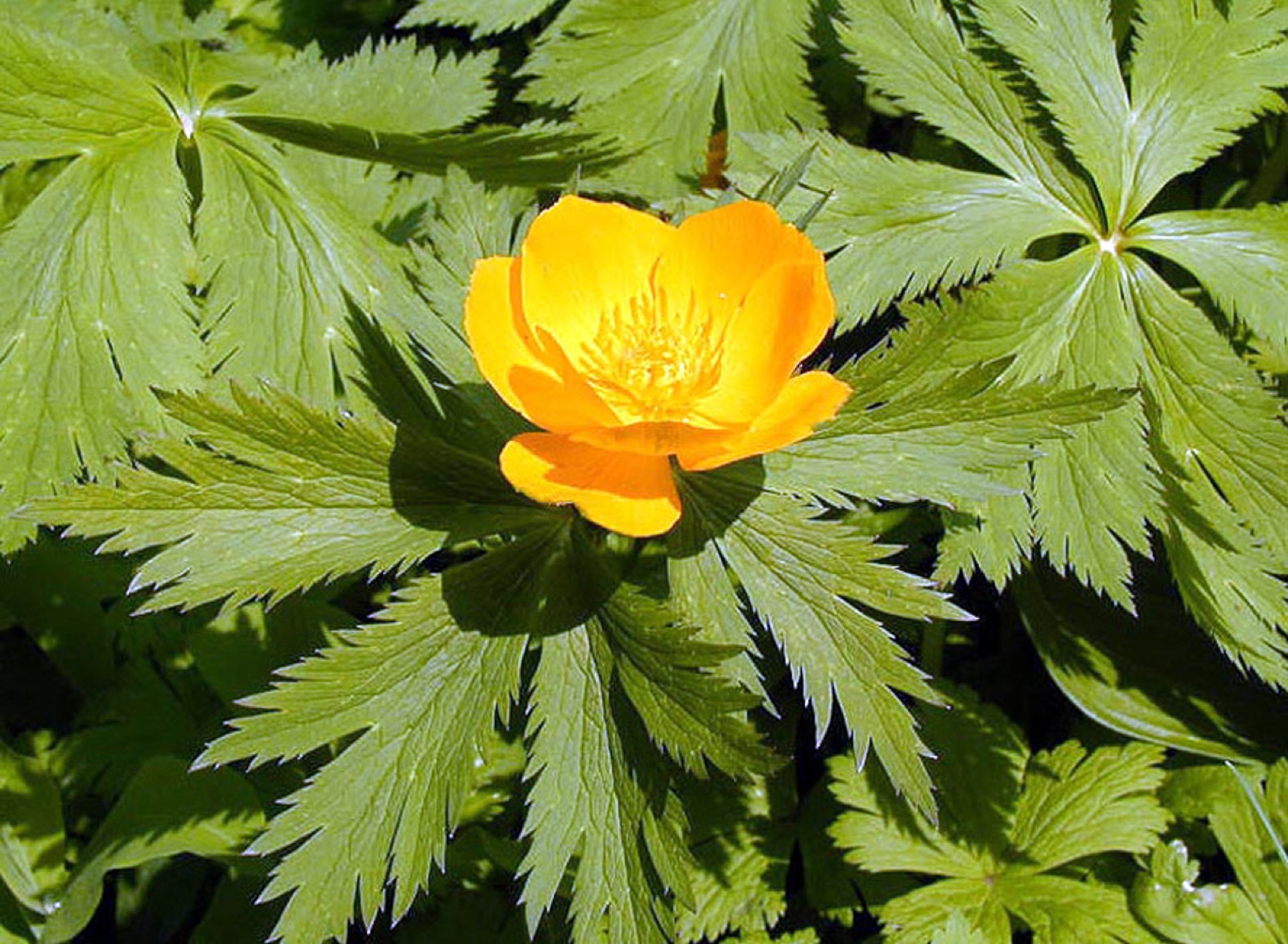 Asian globeflower — Photographs 3