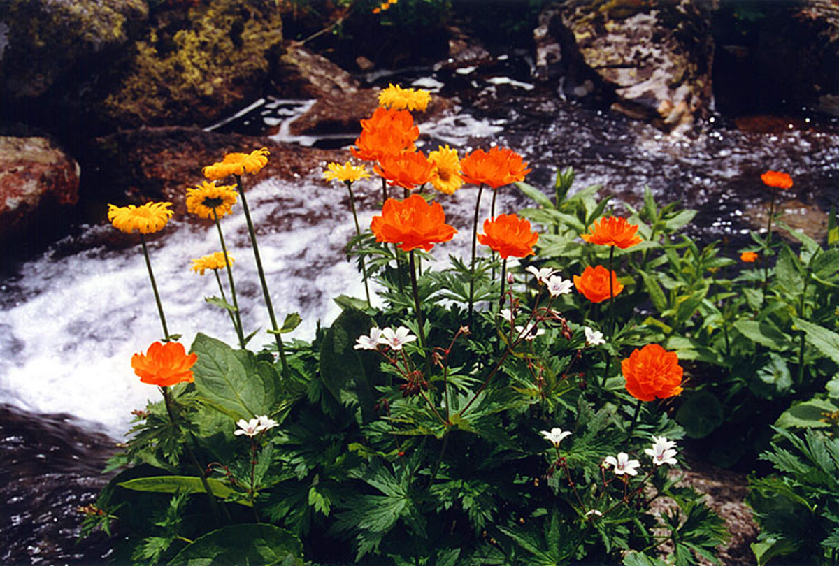 Asian globeflower — Photographs 4