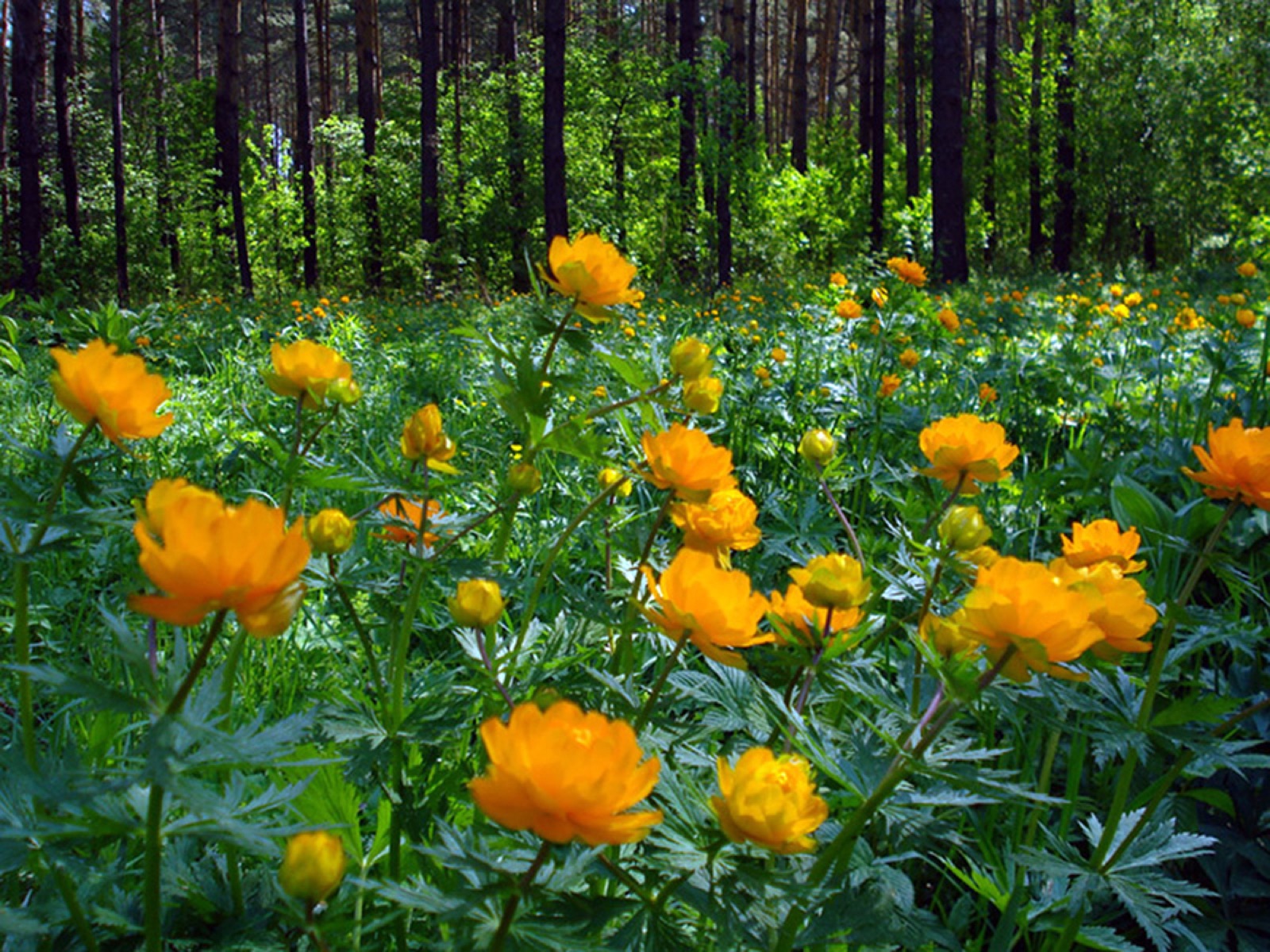 Asian globeflower — Photographs 5