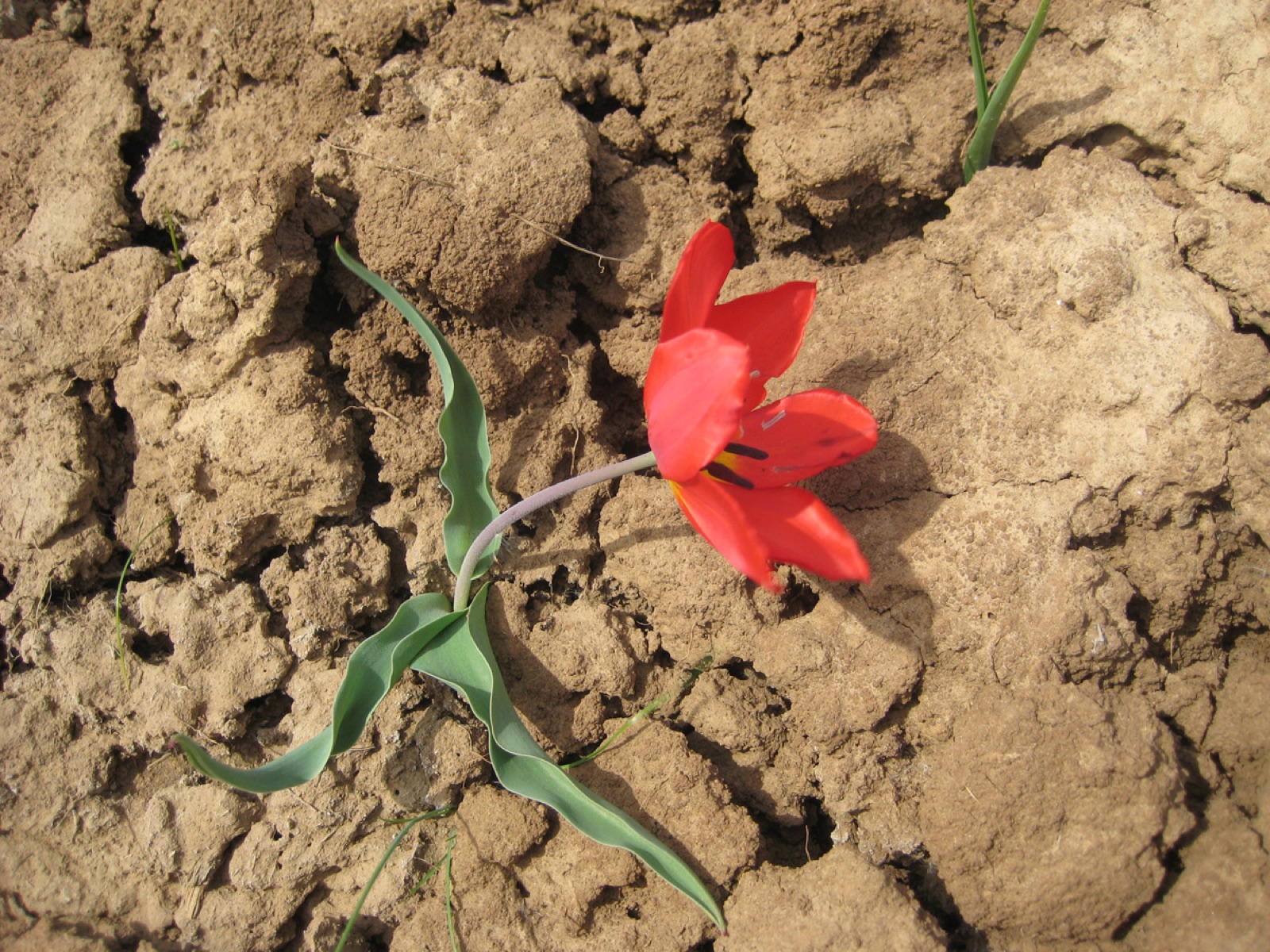 Tulipa suaveolens — Fotos 1