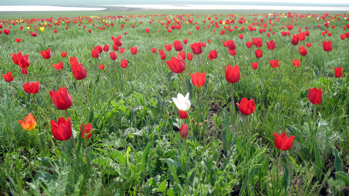 Tulipa suaveolens — Fotos 3