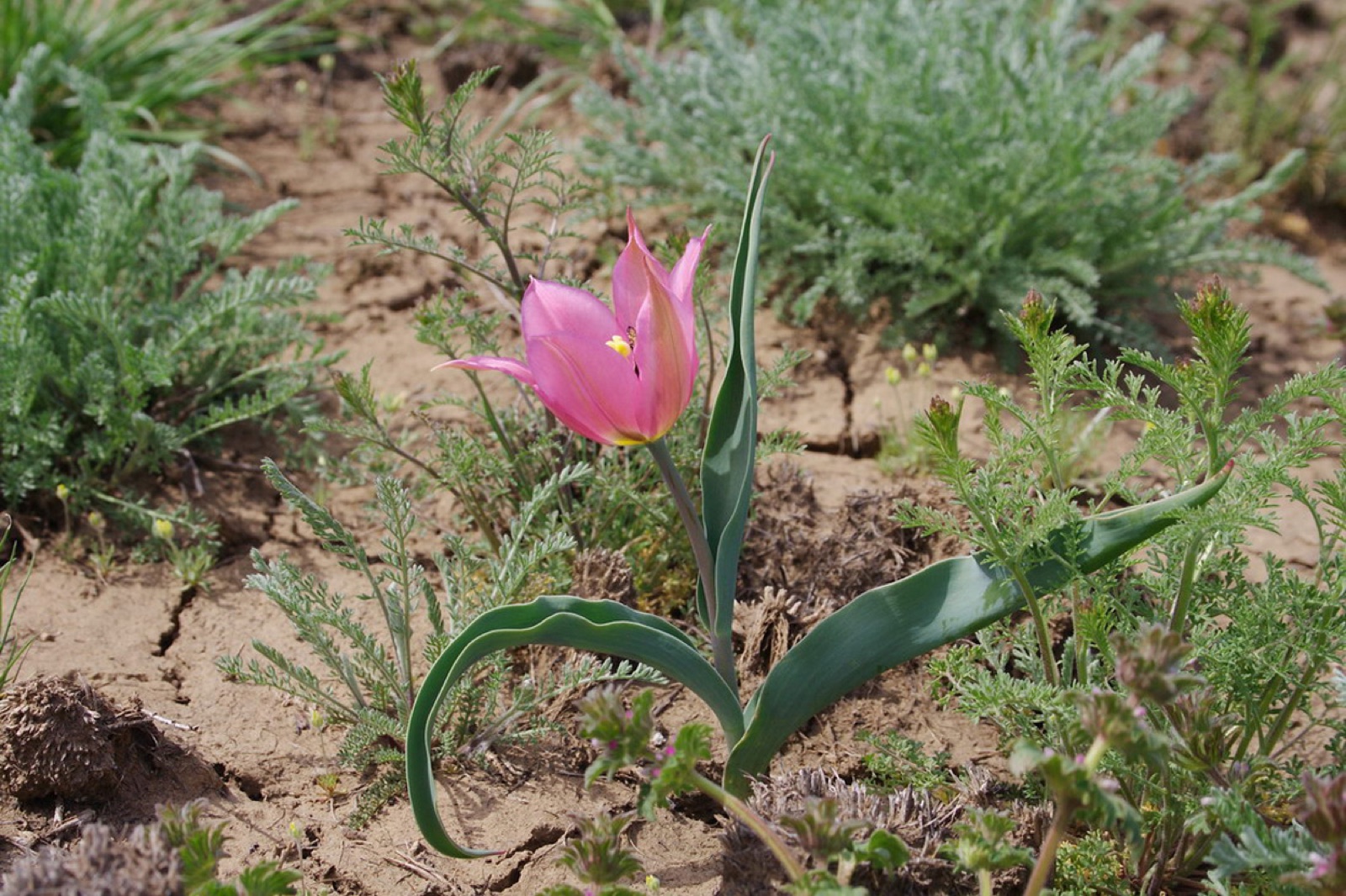 Tulipa suaveolens — Fotos 2
