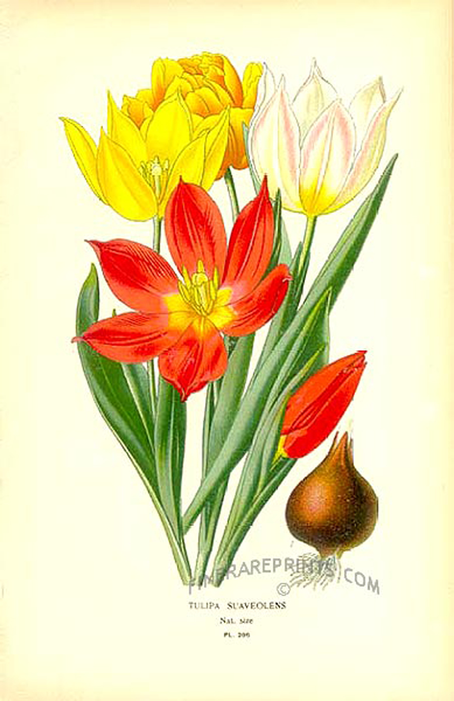 Tulipa suaveolens — Fotos 4
