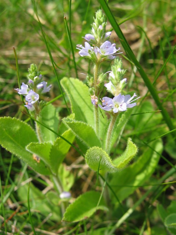 Heath speedwell — Photographs 1