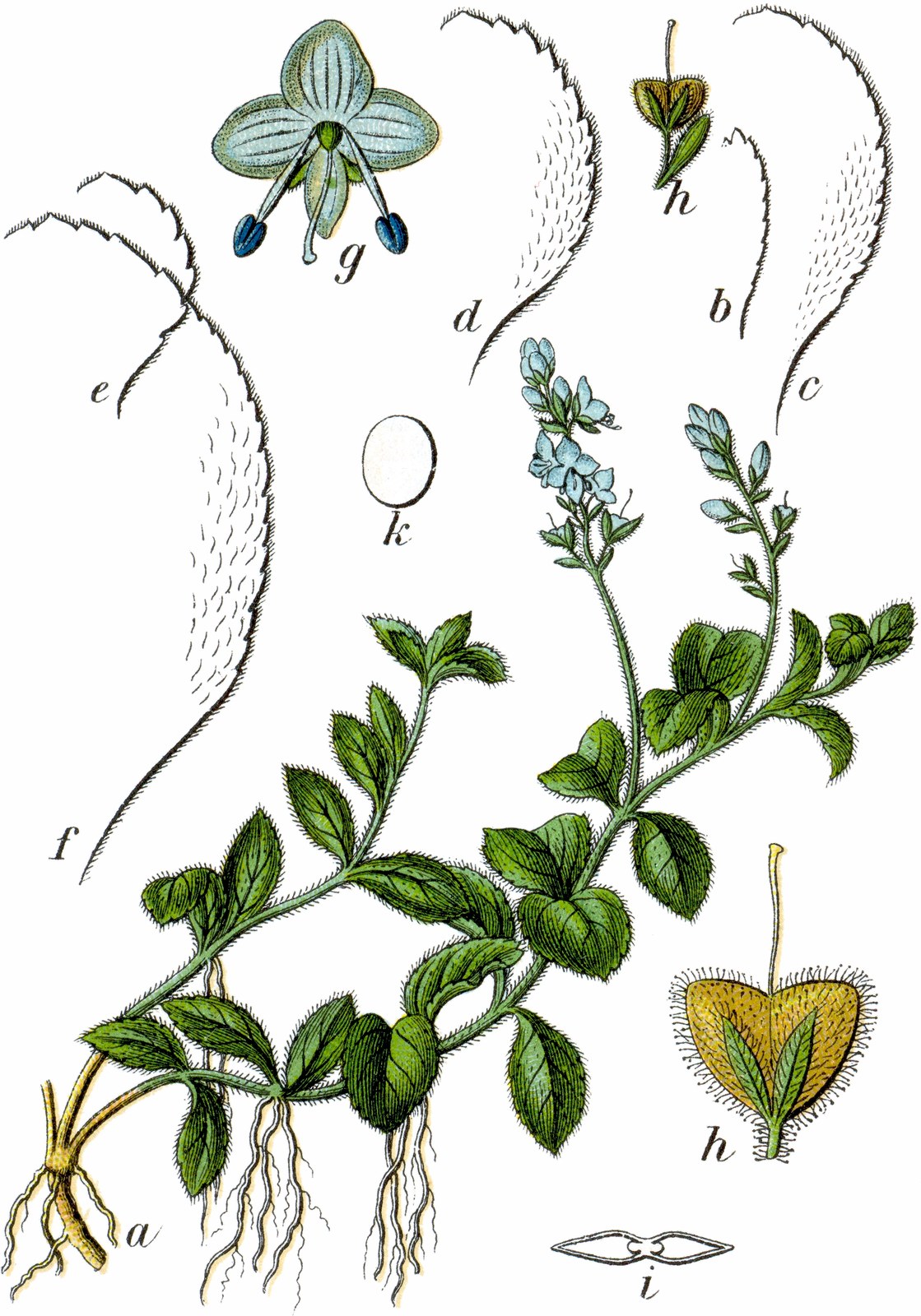 Heath speedwell — Photographs 2
