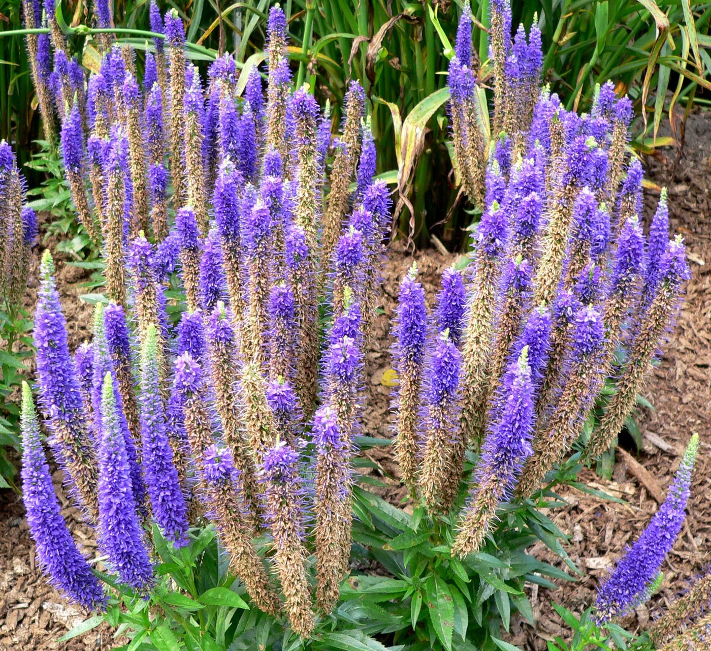Spiked Speedwell — Photographs 1