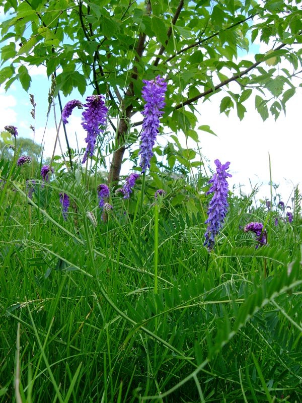 Bird vetch — Photographs 1