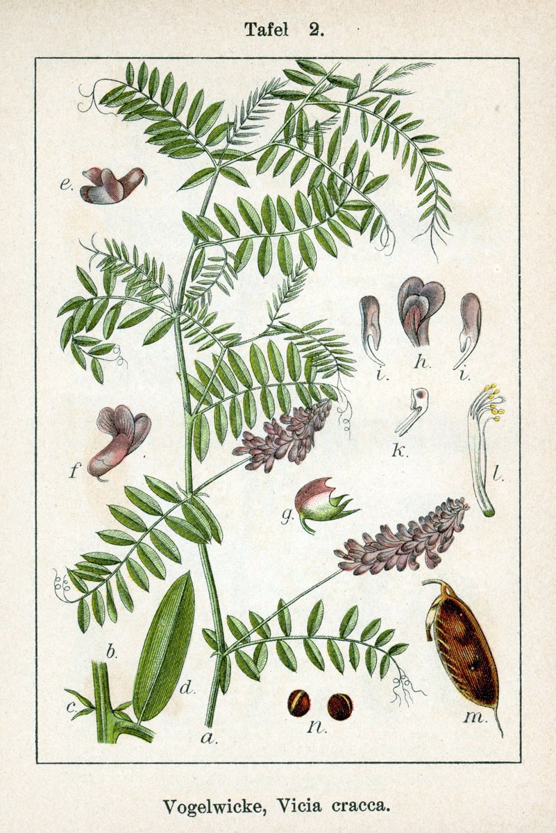 Bird vetch — Photographs 2