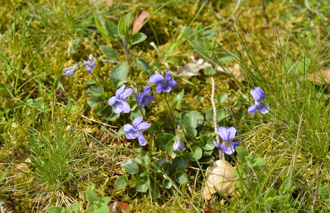 Hain-Veilchen — Fotos 2