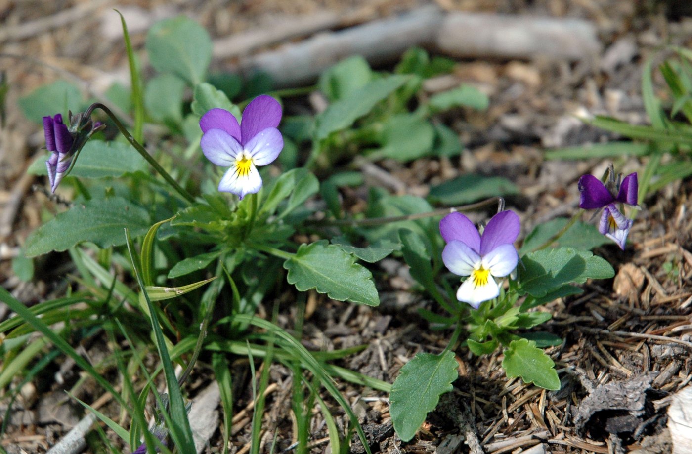 Pansy — Photographs 1