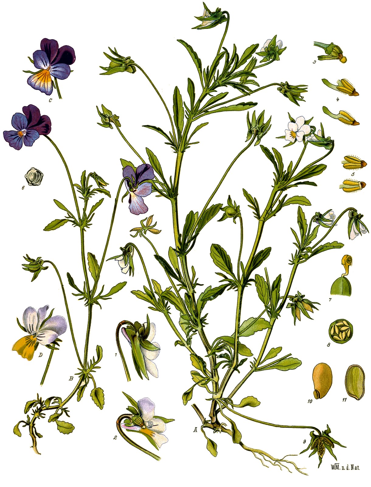 Pansy — Photographs 2
