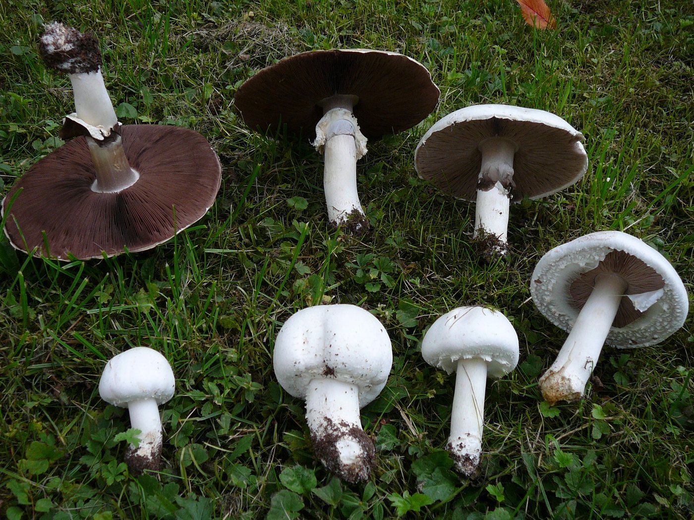 Horse mushroom — Photographs 1