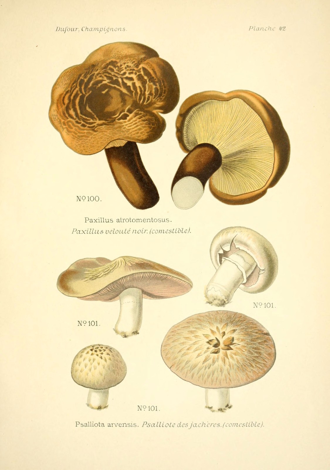 Horse mushroom — Photographs 2