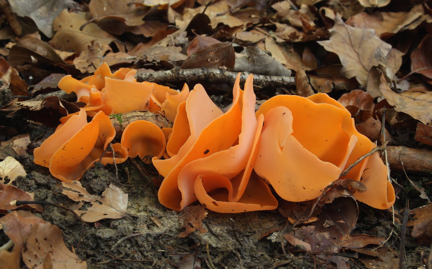 Orange peel fungus — Photographs 1