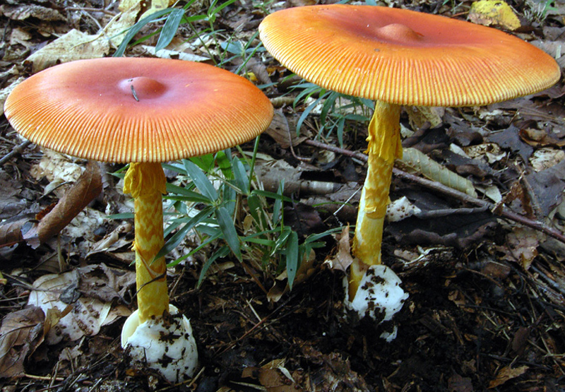 Asian vermilion slender caesar — Photographs 1