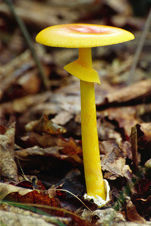 Asian vermilion slender caesar — Photographs 3