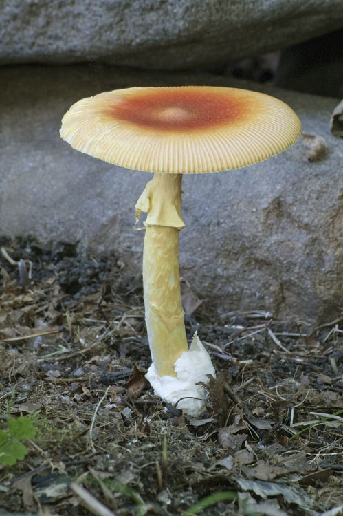 Asian vermilion slender caesar — Photographs 4