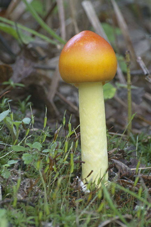 Asian vermilion slender caesar — Photographs 5