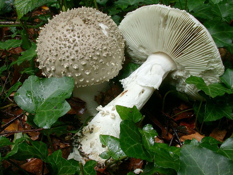 Solitary amanita — Photographs 1