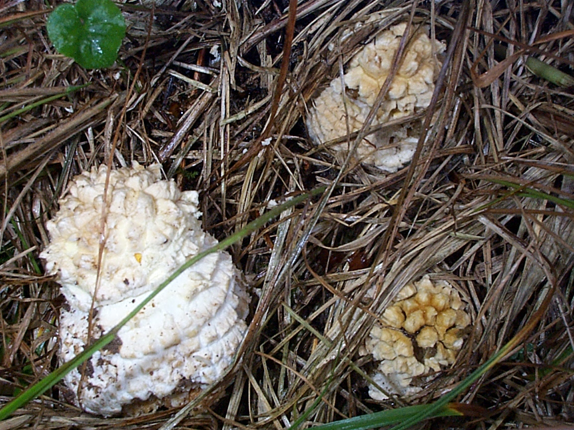 Solitary amanita — Photographs 2