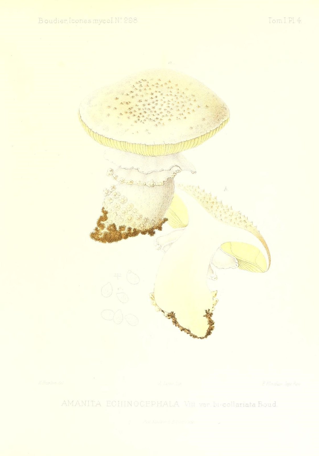Solitary amanita — Photographs 3