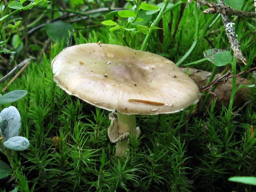 Porphyrbrauner Wulstling — Fotos 3