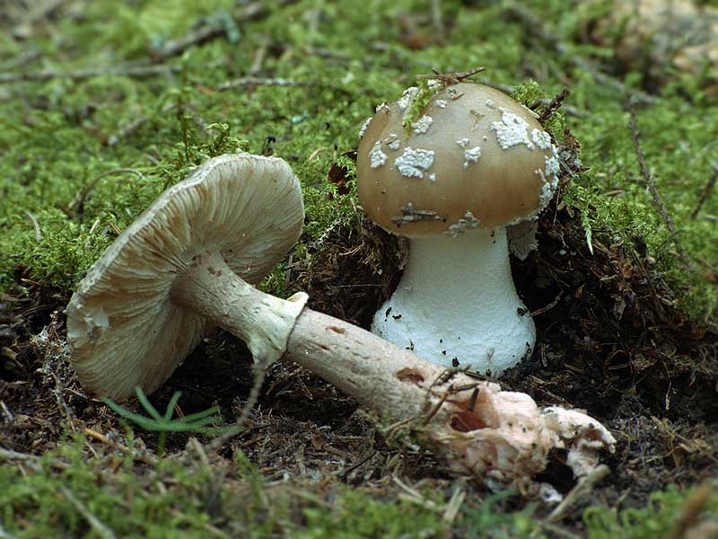Porphyrbrauner Wulstling — Fotos 1